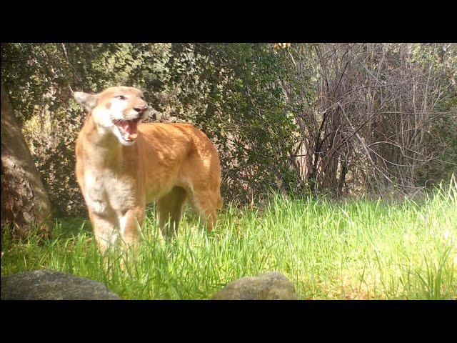 A Mountain Lion Screams In The Angeles National Forest