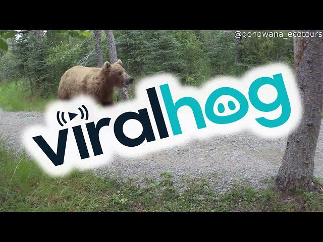 Close Encounter With Grizzly Bear Chasing Other Grizzly || ViralHog