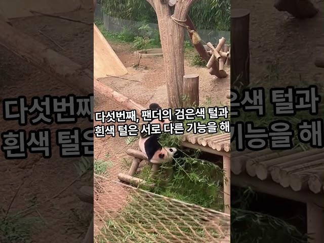 아무도 몰랐던 팬더의 비밀 5가지