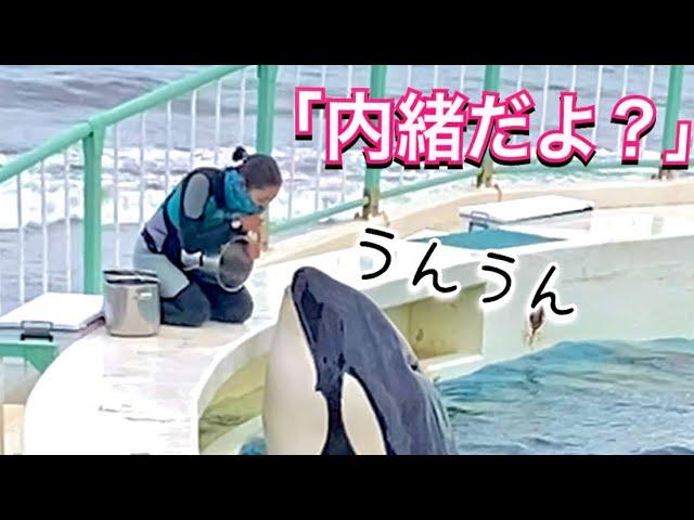 ふたりだけの秘密だよ？　鴨川シーワールド　シャチ　ララ