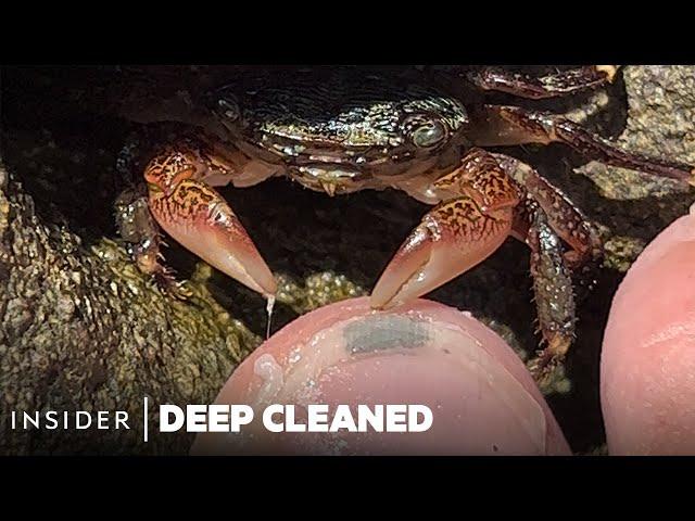 How Crabs Clean Dead Skin From Toes | Deep Cleaned | Insider