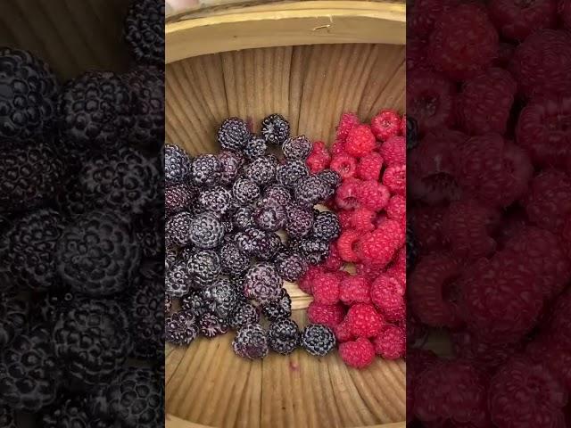 Harvest Time with my son #harvest #harvesting #harvesttime #potatoharvest #raspberries