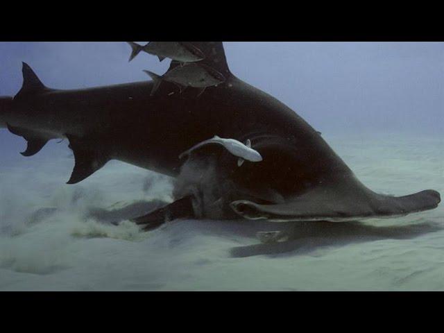 Hammerhead vs. Stingray