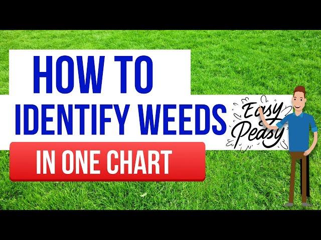 How to quickly and easily identify weeds and what to do about them.