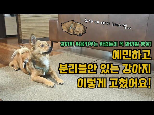 초보견주, 예민하고 분리불안있는 강아지 견주분들 영상 필수 시청! EP4- 바오 & 조상흠,이지원 1탄