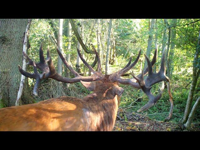 The LOUDEST Red Stag Roar Ever!!! 