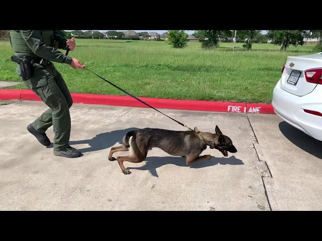 Narcotic Detection Team