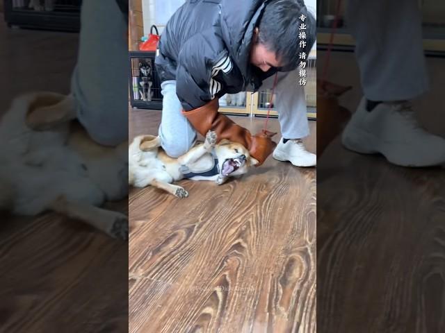 Owner Get Surprise Reaction  While Training Aggressive Dog Rage Into Trust  #shorts #pets #dog