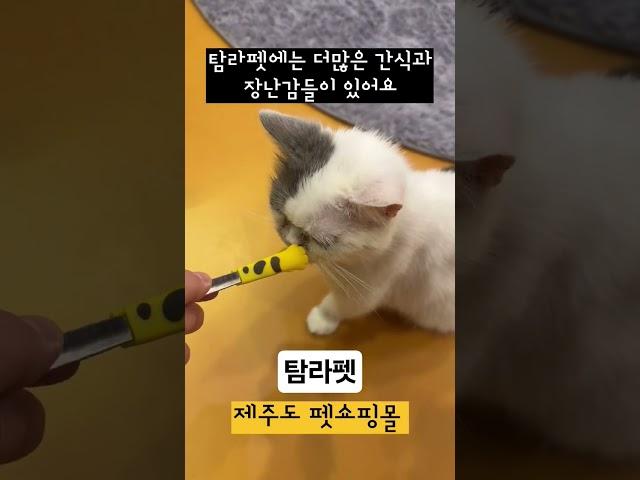 제주도 반려인들을 위한 펫쇼핑몰 탐라펫