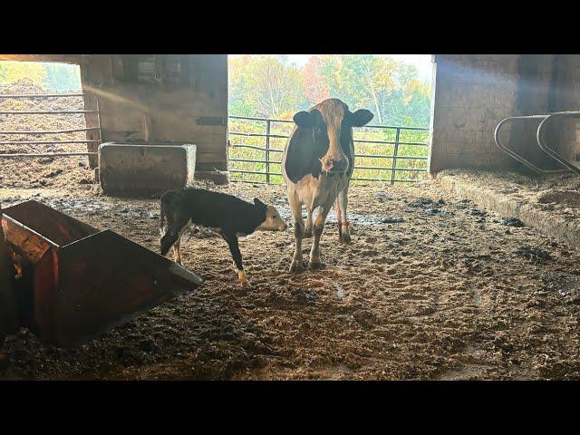 Long days ahead / The first calving in our freshening group…