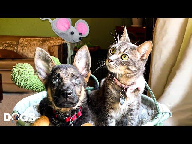 Street Dog Raised by Cats Now Thinks He's a Cat! | DOGS+