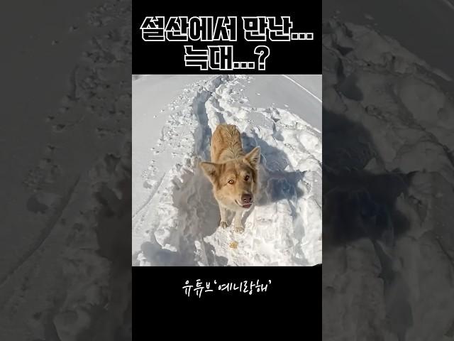 개 맞지…? #세계여행유튜버 #여행유튜버 #조지아여행 #멍멍이