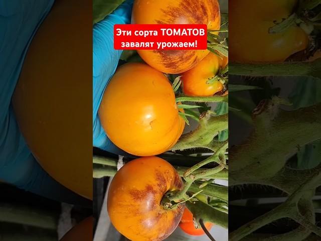 Эти сорта томатов завалят урожаем! #помидоры #урожай #огород #томаты #удобрение #подкормка #tomato