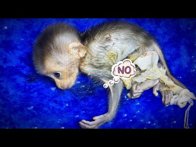 SHOCKING: New Abandoned Monkey Can't Walk Like Others Since Young! Find Out Why...