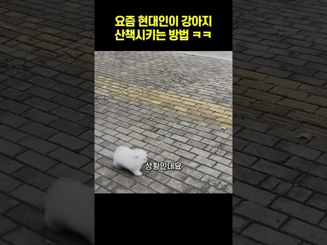 요즘 현대인이 강아지 산책시키는 방법 ㅋㅋㅋㅋ