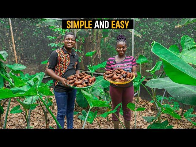 How To Start A Successful GREENHOUSE SNAIL FARM as a BEGINNER in Ghana with LESS CAPITAL #snail