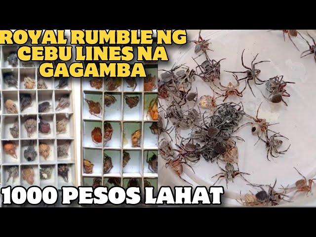 1000 PESOS CEBU LINE NA GAGAMBA PINAG RUMBLE KO LANG