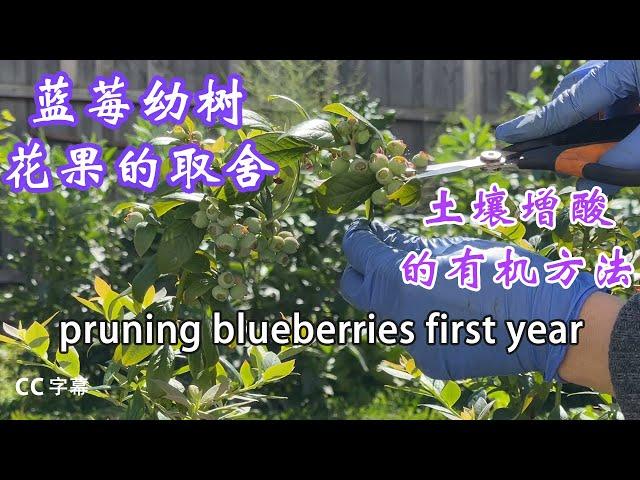 盆中蓝莓种植 的心得  幼树期蓝莓的修剪pruning blueberries first year& fertilizer 有机土壤调酸性的方法和平时施肥 浇水 预防植物和叶子生病(中集)