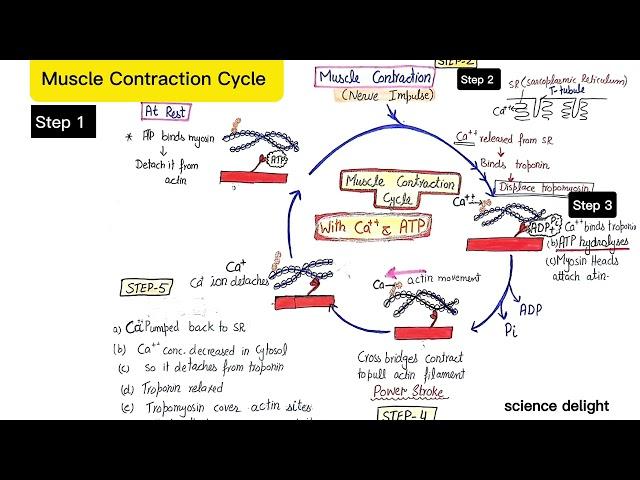 Muscle Contraction Cycle  with the help of calcium and ATP