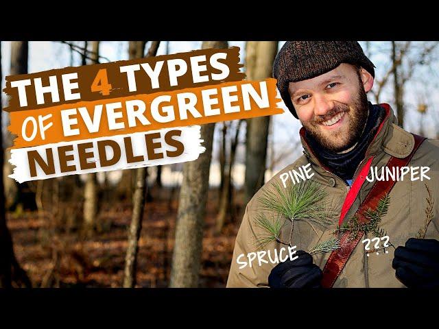 Identify Trees by the Needles (Pine, Spruce, Juniper, and more)