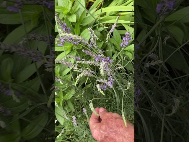 Year of the Lavender with Dr Allan Armitage