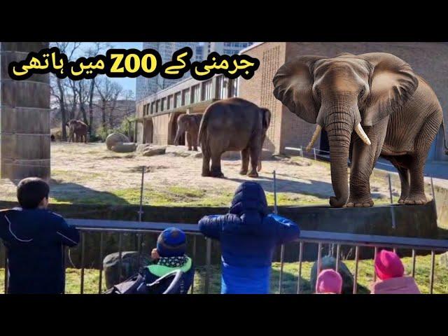 elephant in german zoo #animals #zoo #zoolife #shami ki petbook