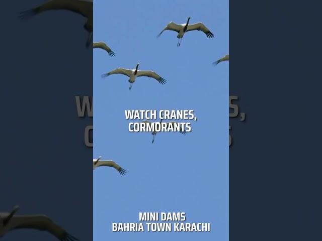 Discover diverse birdlife in Bahria Town Karachi's mini dams. #WildlifeSanctuary #BTKarachi