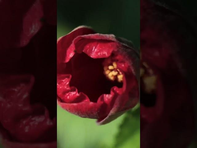 Hibiscus flower opening