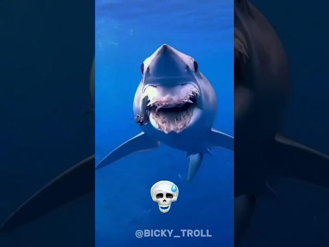 Shark can't be big 