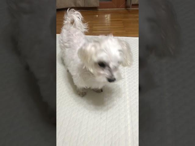 말티즈는 참지않긔