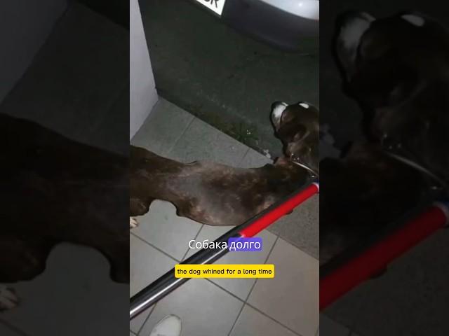 Снупи ждал хозяина, который не проснулся #новости #словения #жизньвевропе
