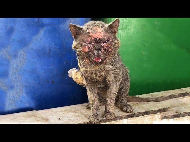 This abandoned cat is unrecognizable, blind and trying hard to call for help!