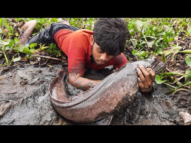 Hand Fishing Video. Search & Catfish In Secret Big grass Hole. Big Catfish Catching Rainy Season