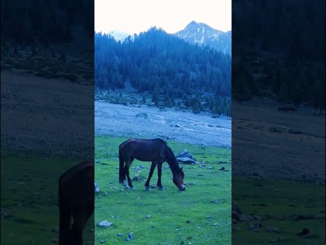 Horse grassing on beautiful meadows #nature #travel #pakistan #gilgitbaltistan #mountain #astor