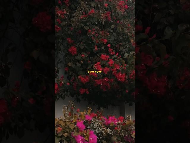 Anıl Emre Daldal - M. | Lyrical | Edit | Audio | Slowed | #viral #youtubeshorts