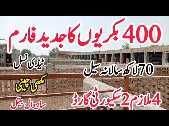 400 bakrion ka kamyab or jadeed goat  farm ||successful and modern goat farm of 400 goats in pakistn