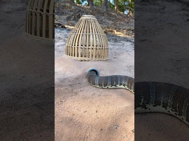 Easy Snake Trap using bamboo basket & pvc #creativesnaketrap #buildsnaketrap