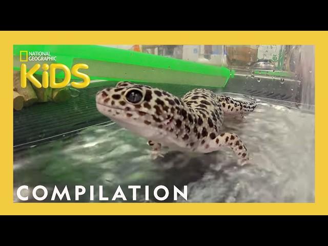 Wild Pets at the Vet | Reptiles, Birds, Farm Animals & MORE | Nat Geo Kids Compilation | @natgeokids