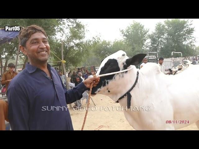 Today Domail Mandi Fatehjang Rate’s update08Nov2024-Part05Sunny Video Fateh Jang Cow Mandi 2024