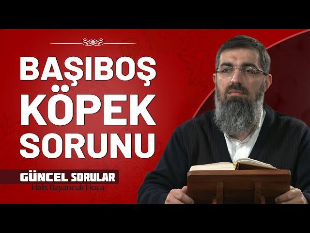 Başıboş Sokak Köpekleri ile Alakalı Çözüm Nedir? | Halis Bayancuk Hoca