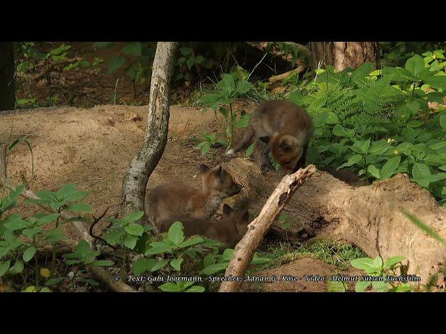 Versprechen an den Fuchs