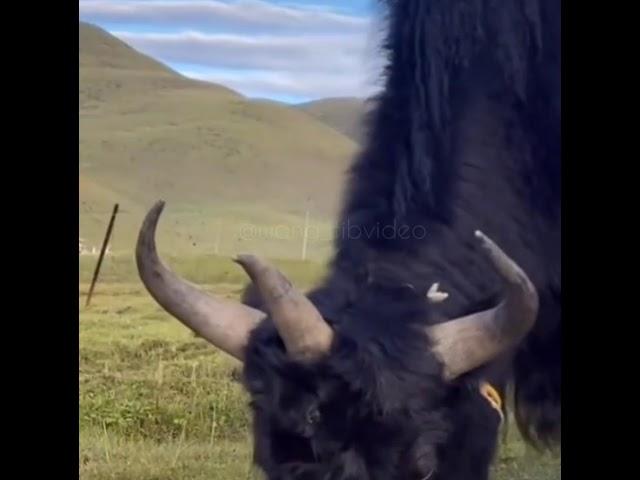 Three Horn Yak | Wangtibvideo