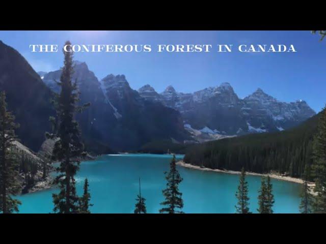 coniferous forest commercial