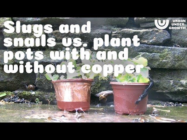 Protect Plants With Copper Tape, Against Slugs And Snails