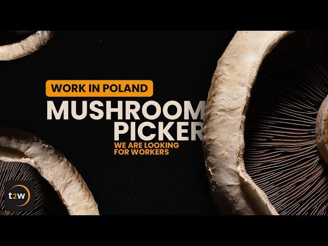 Work in Poland - Mushroom picker. We are looking for workers NOW!