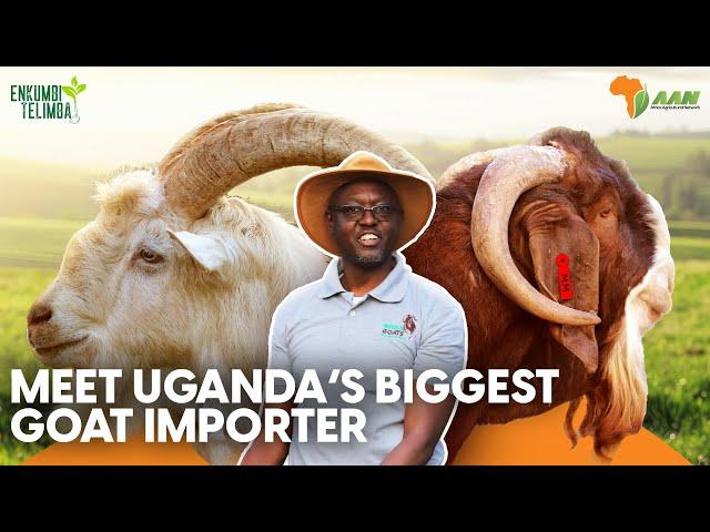 Meet Uganda's biggest Goat Importer | Sinza Goat Farm