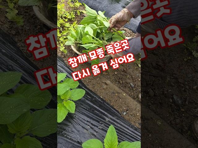 참깨 모종 죽은곳 다시 옮겨 심어요. #shorts