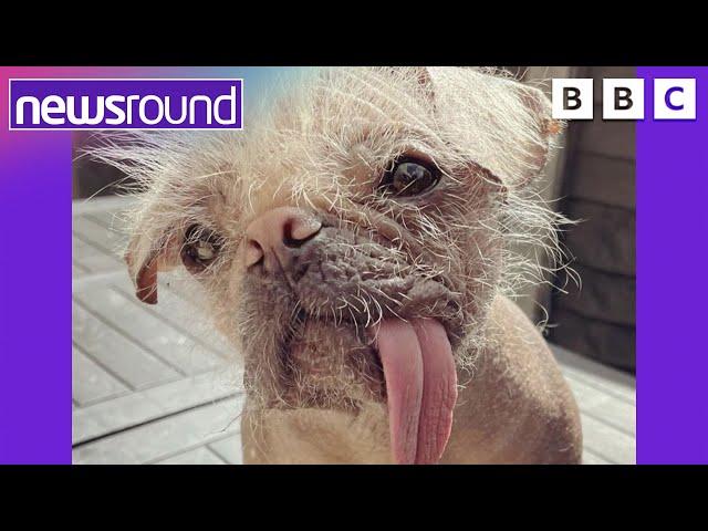 Britain's Ugliest Dog gets a makeover  | Newsround