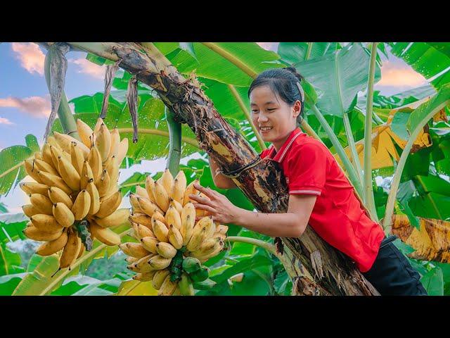 Harvesting Banana Fruit Garden Goes to the market sell - Susan Daily Life