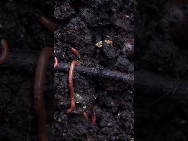 Earthworm digging into the debris